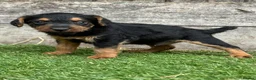 Lakeland Terrier dogs for sale: Lakeland terrier puppies - Advert 20