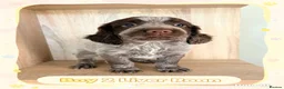 Cocker Spaniel dogs for sale: 🐾 8 Male Working Cocker Spaniel Puppies 🐾  - Advert 9