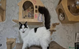 Scottish Fold cats for sale: 2 Purebred girls for rehoming - Image 14