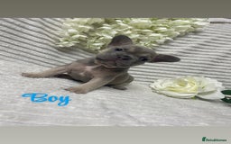 French Bulldog dogs for sale: 🐾 French Bulldog Puppies, Lola & Luna Litters 🐾 - Image 2