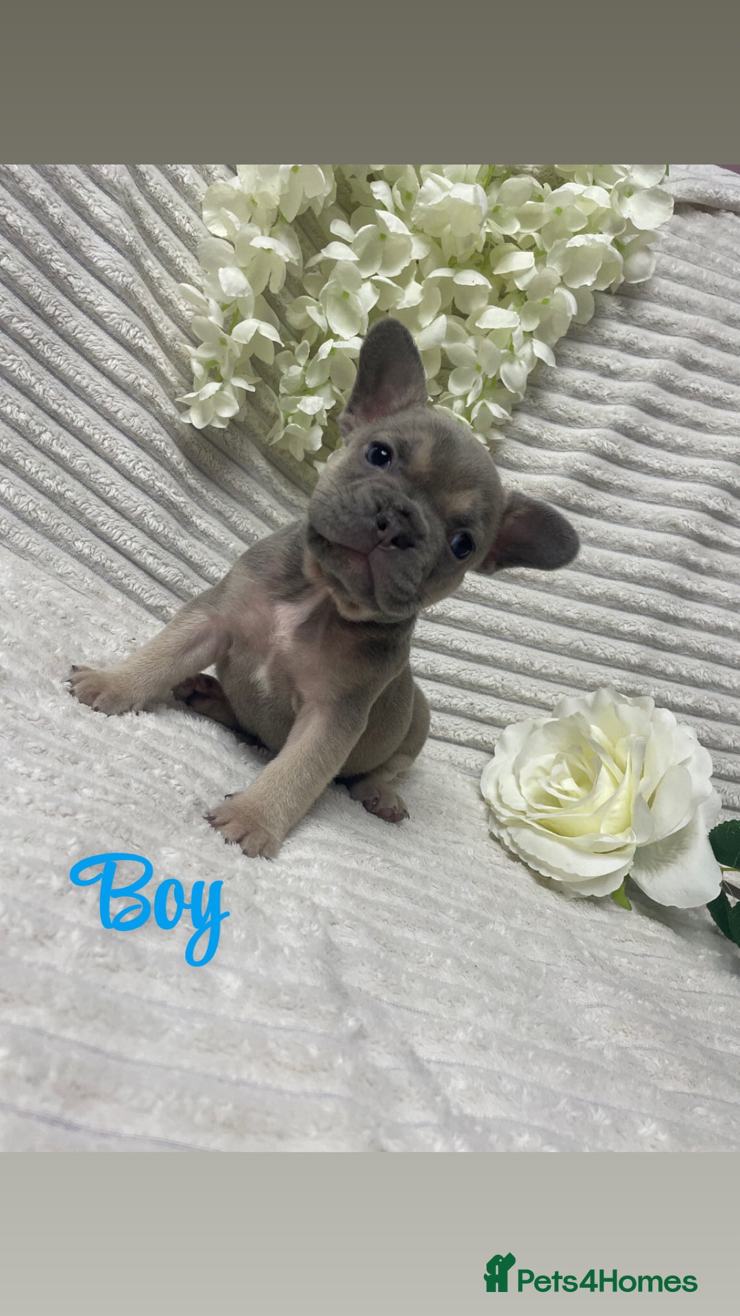 French Bulldog dogs for sale: 🐾 French Bulldog Puppies, Lola & Luna Litters 🐾 - Image 2