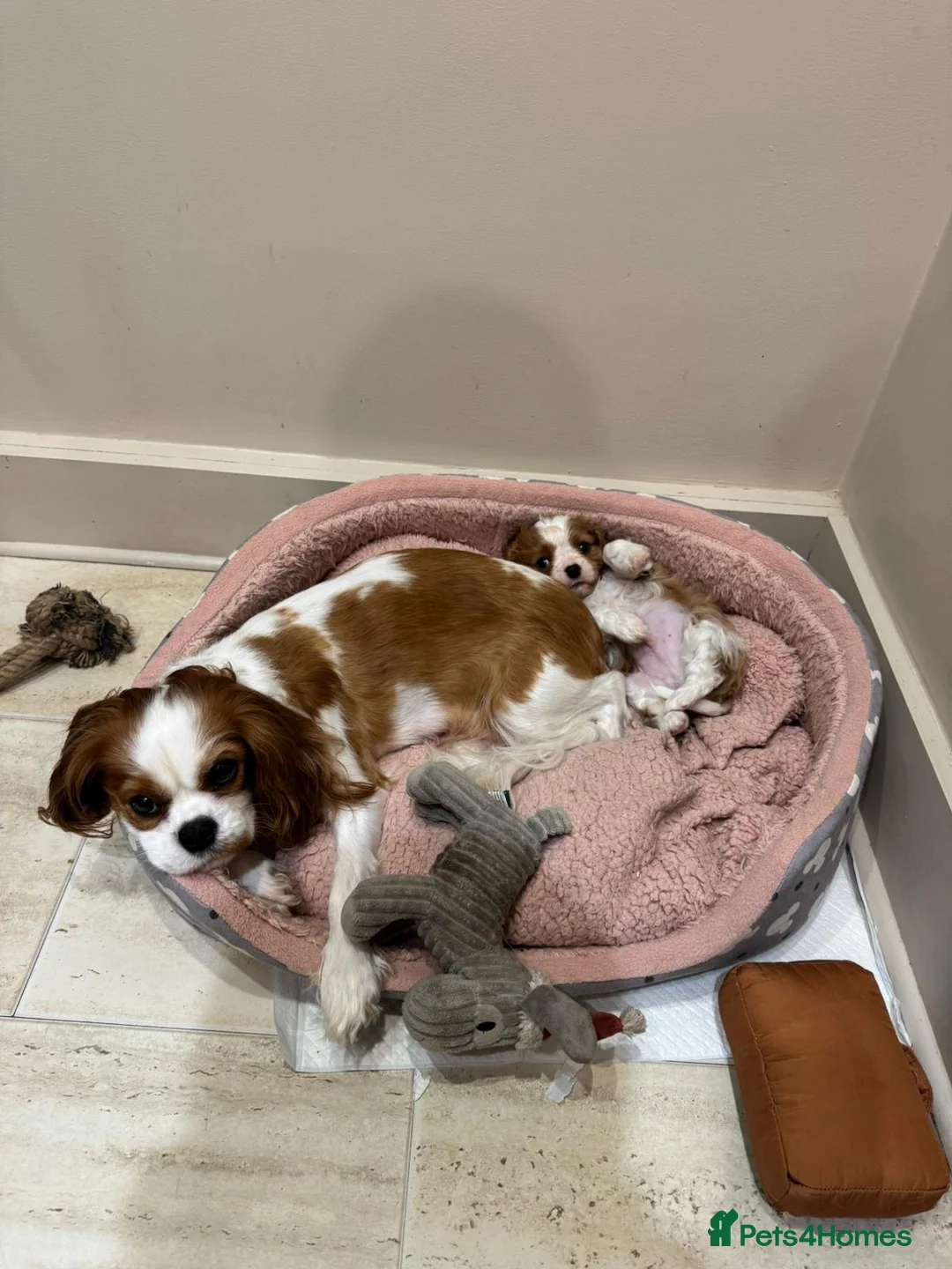 Cavalier King Charles Spaniel dogs for sale: Cavalier King Charles Spaniel boy - Advert 20