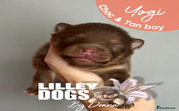 Pomeranian dogs for sale: Quality Pomeranian puppies - Advert 7