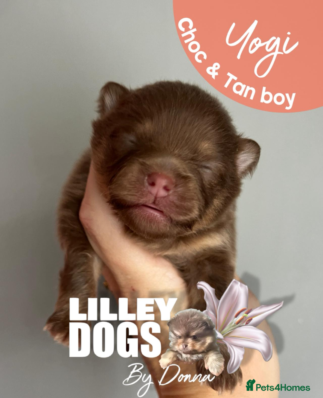 Pomeranian dogs for sale: Quality Pomeranian puppies - Advert 7