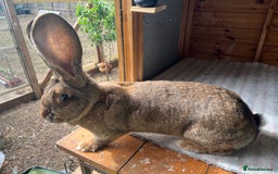 Continental Giant rabbits for sale: Gigant continental  - Image 2