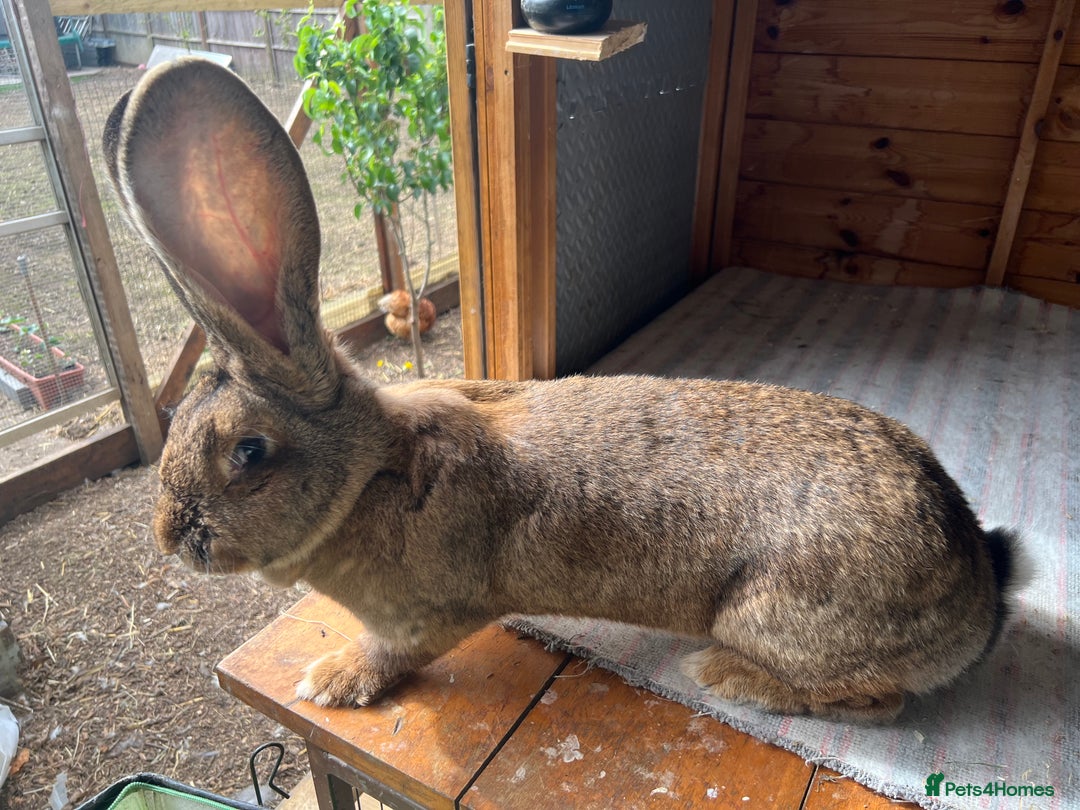 Continental Giant rabbits for sale: Gigant continental  - Image 2