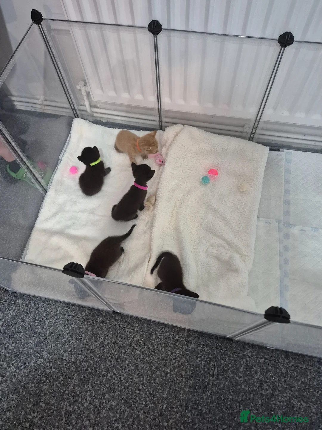 Mixed Breed cats for sale: Sushi's litter  - Advert 2