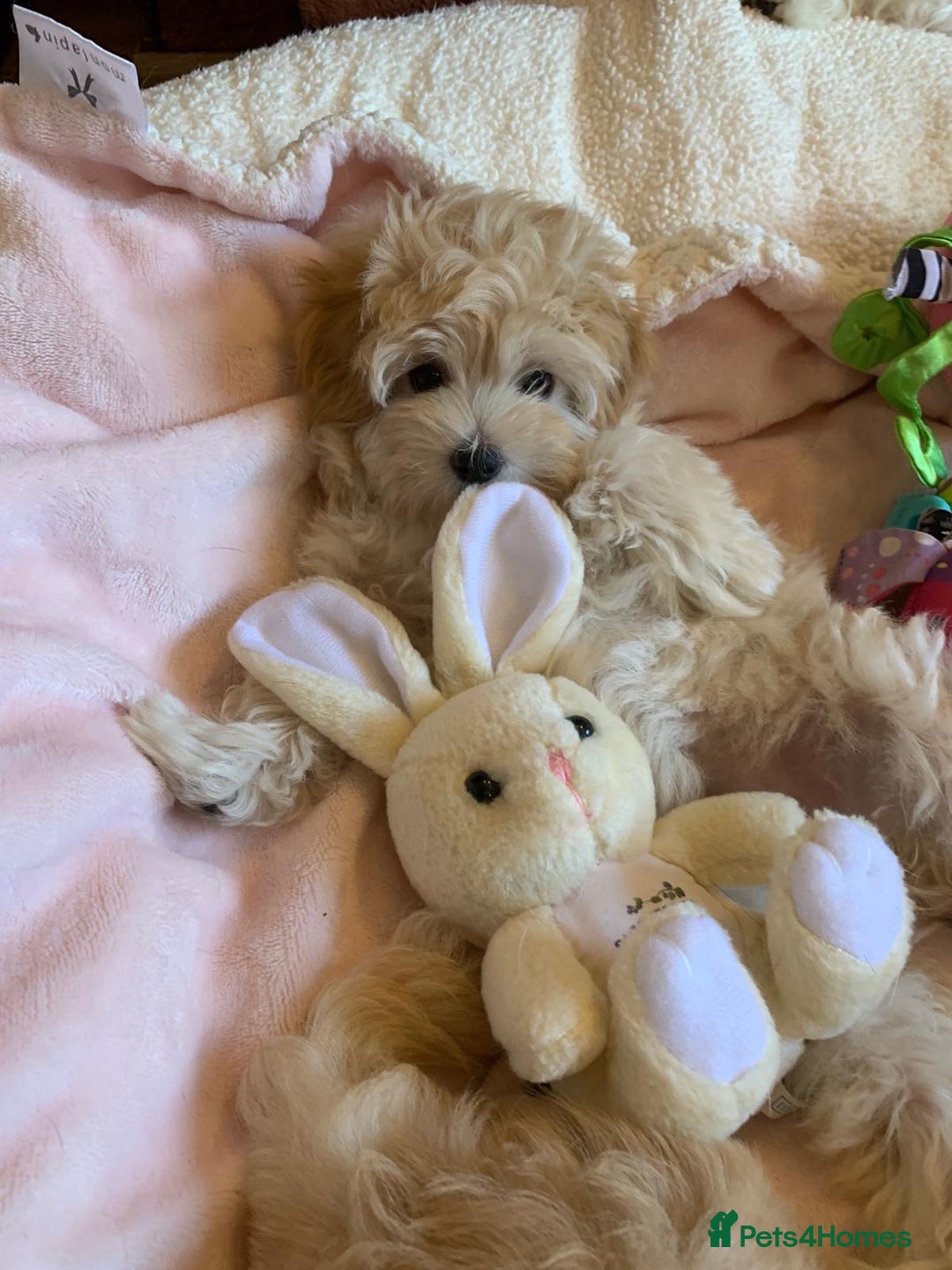 Maltipoo dogs for sale: Beautiful maltipoo puppies looking for new homes  - Image 14