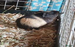 Guinea Pig rodents for sale: Female Guinea Pig babies for sale ££80 - Image 2