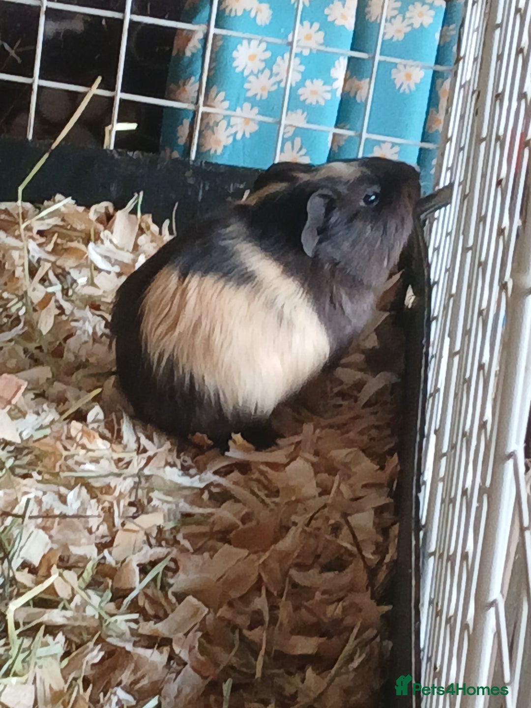 Guinea Pig rodents for sale: Female Guinea Pig babies for sale ££80 - Image 2