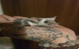 Mouse rodents for sale: Fancy mouse waiting list in Milton Keynes - Image 1