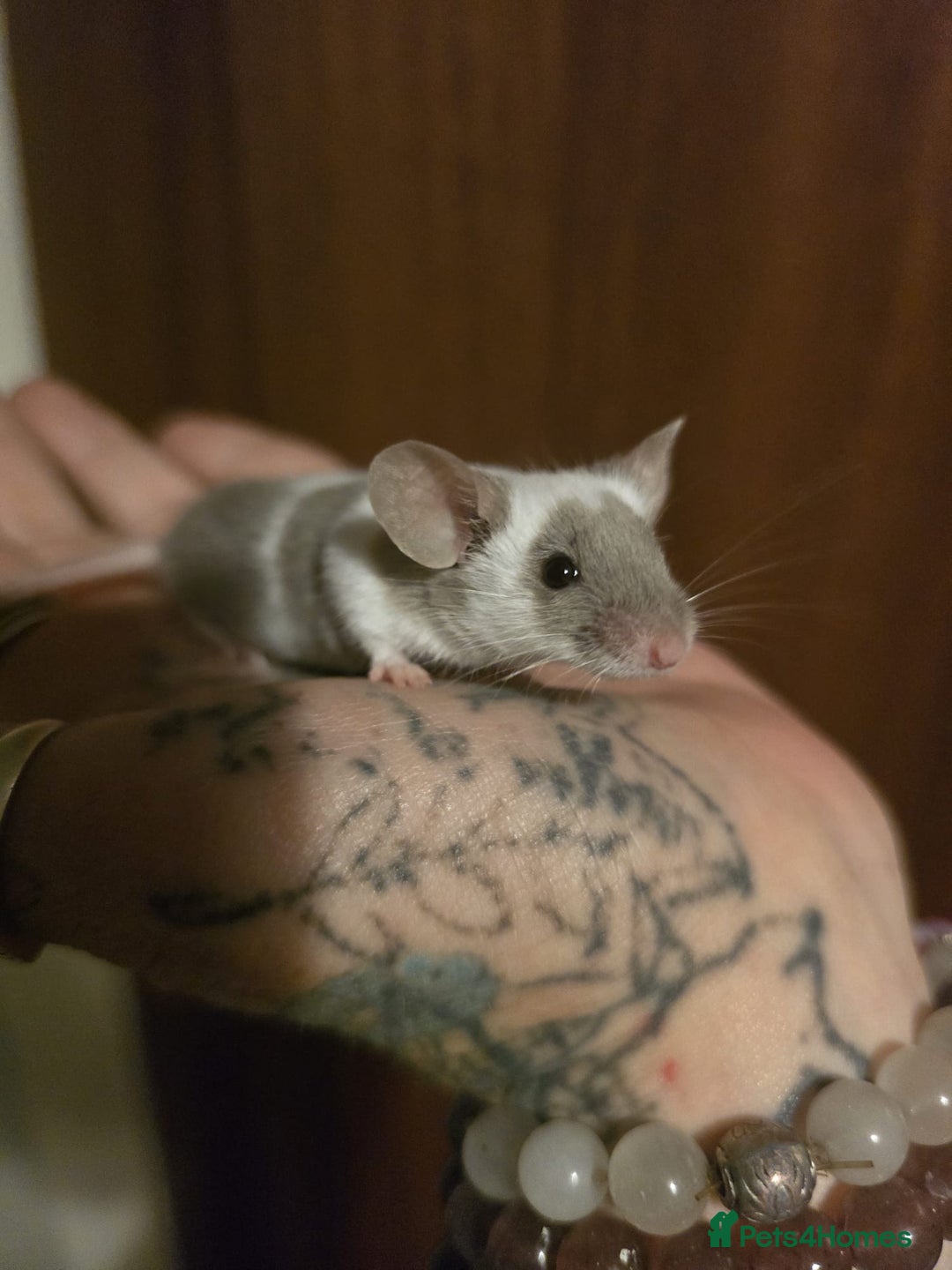 Mouse rodents for sale: Fancy mouse waiting list in Milton Keynes - Image 1