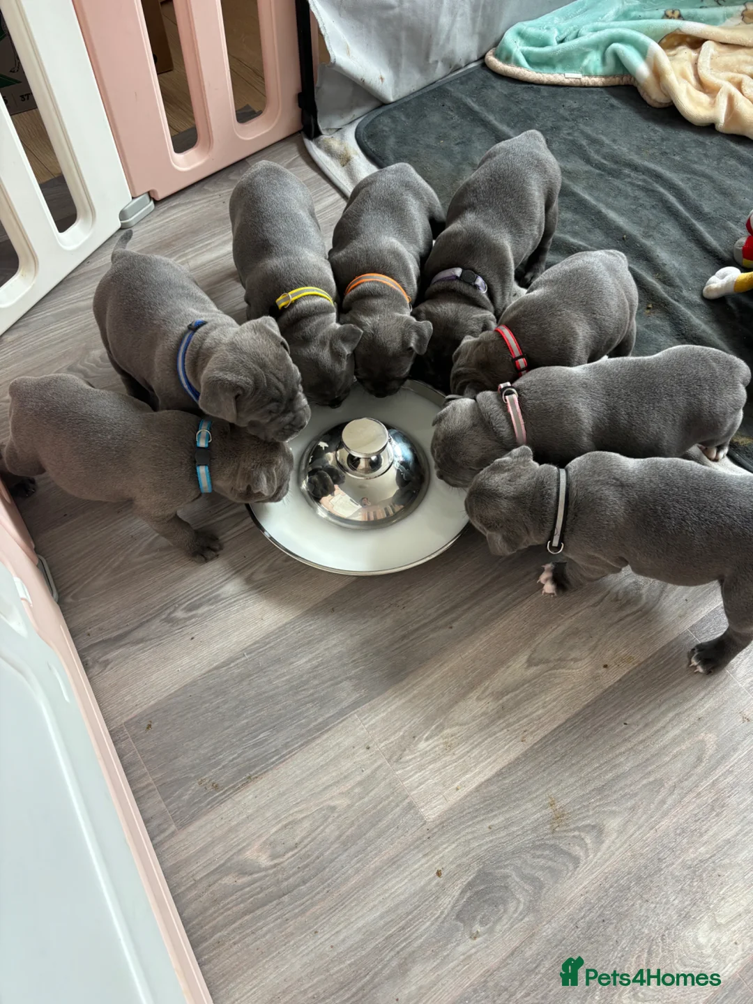 Staffordshire Bull Terrier dogs for sale: Beautiful blue Staffy pups  - Advert 34