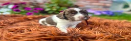 English Springer Spaniel dogs for sale: Springer Spaniel Puppies in Shrewsbury - Advert 12