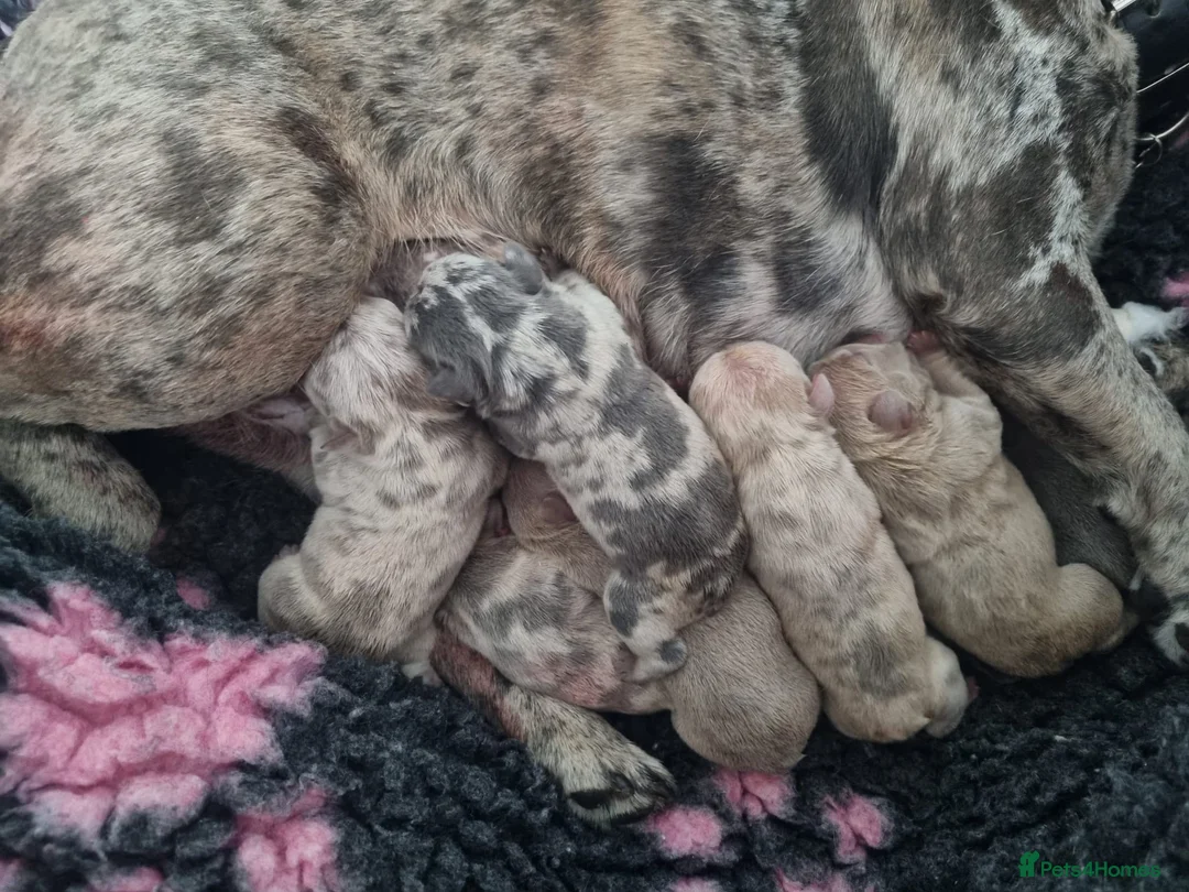 French Bulldog dogs for stud: ISABELLA NEWSHADE AND TAN CREAM CARRIER STUD in Boston - Advert 11