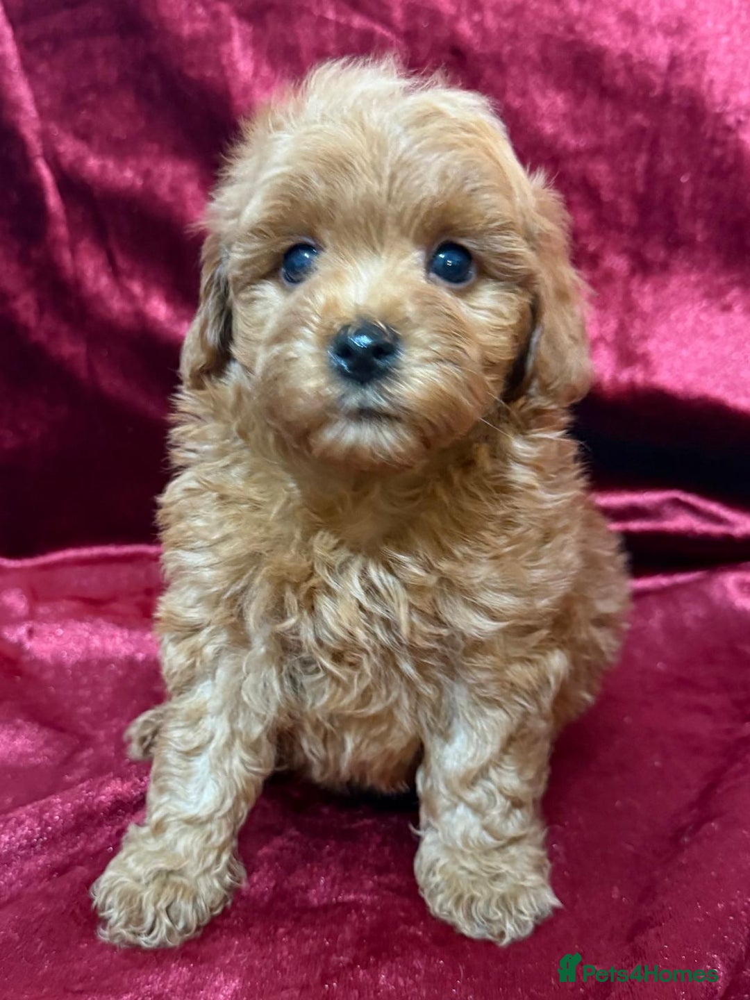 Maltipoo dogs for sale: READY TO LEAVE!! BEAUTIFUL LITTER OF F1B MALTIPOOS - Advert 12