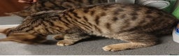 Bengal cats for sale: Mixed Bengal kittens - Advert 6