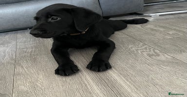 Labrador Retriever dogs - Advert 8