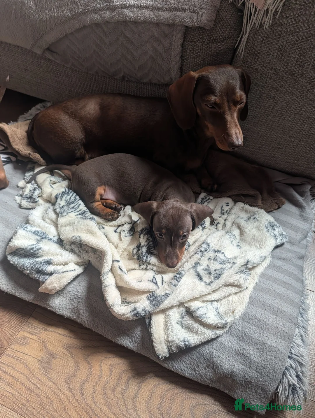 Dachshund dogs for sale: Miniature Dachshund  - Advert 1