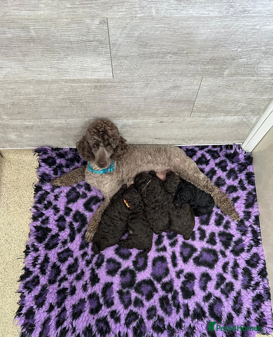 Miniature Poodle dogs for sale: Beautiful Black Miniature Poodle Boy – As Pet Only - Advert 4