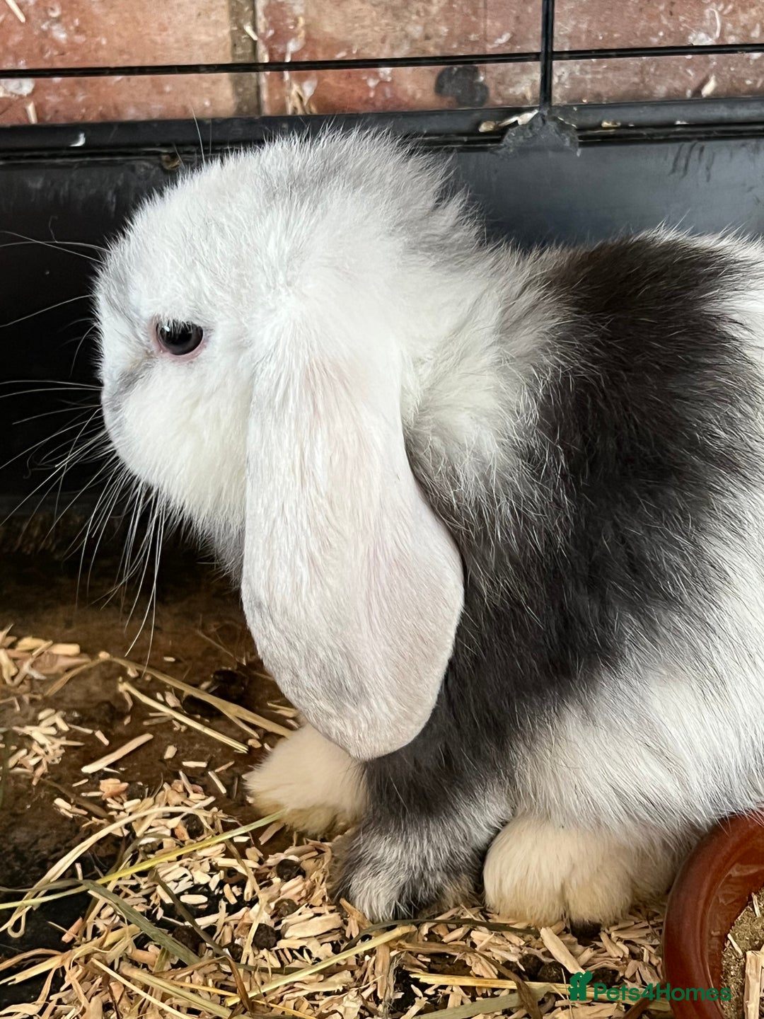 Mini Lop rabbits for sale: Mini Lop Baby Boys - Image 18