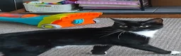 Domestic Shorthair cats for sale: 2 year old female cat in Preston - Advert 4