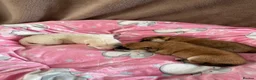Japanese Shiba Inu dogs for sale: KC registered Japanese Shiba Inu puppies - Advert 1