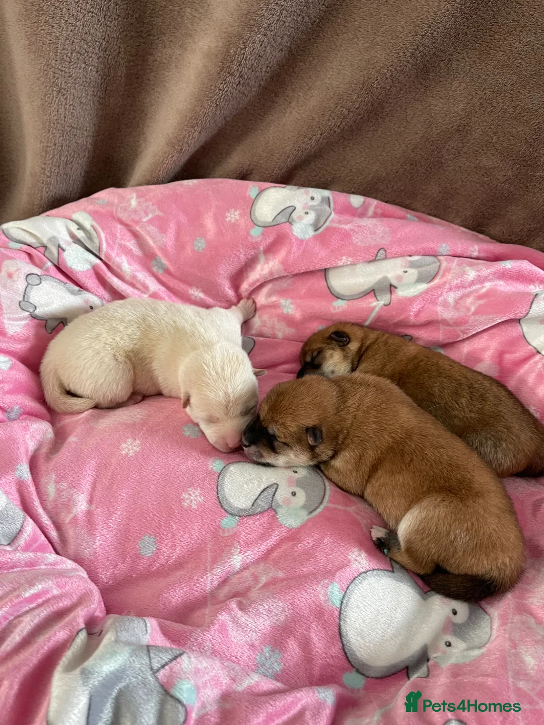 Japanese Shiba Inu dogs for sale: KC registered Japanese Shiba Inu puppies - Advert 1