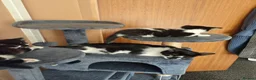 Mixed Breed cats for sale: Kittens in Worksop - Advert 6