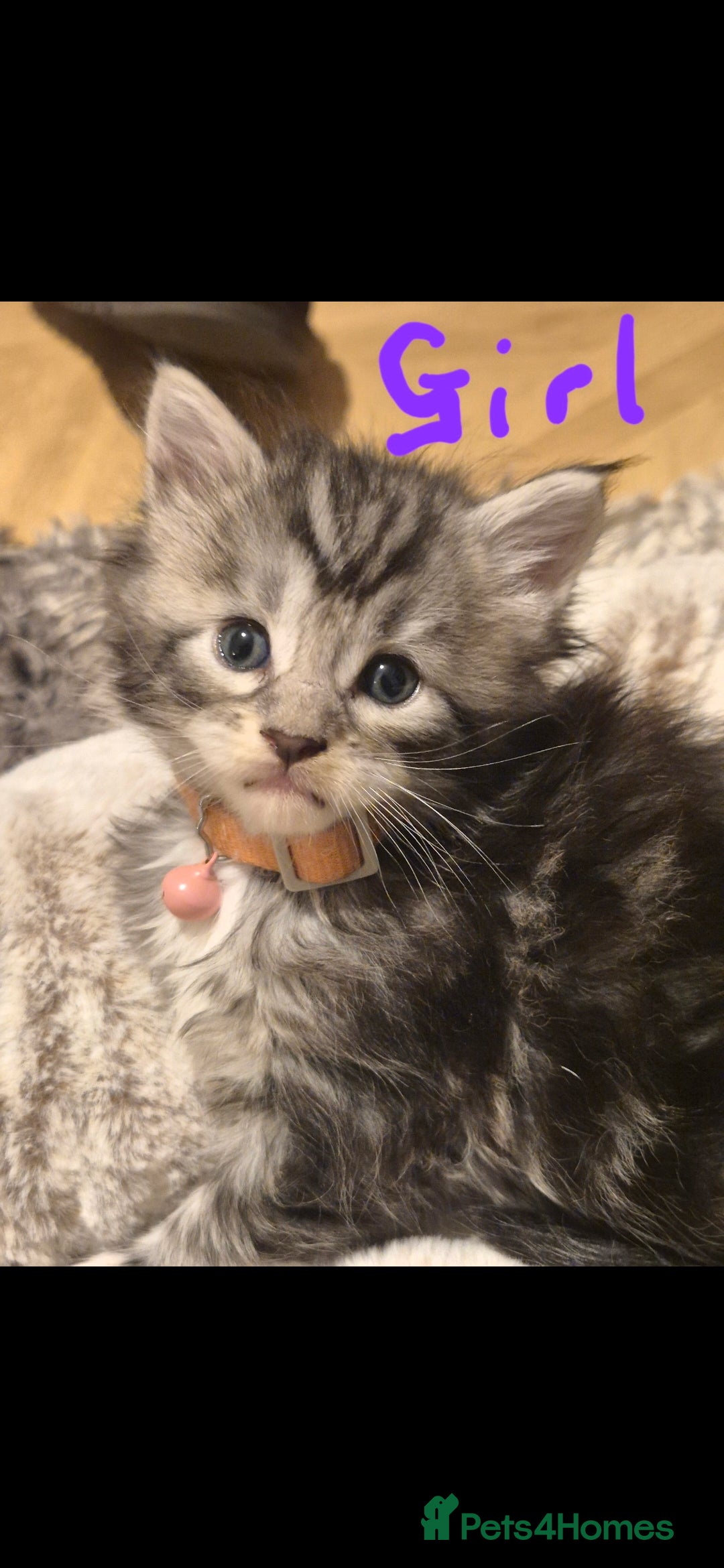Maine Coon cats for sale: Gorgeous Registered Maine Coon Kittens - Advert 2