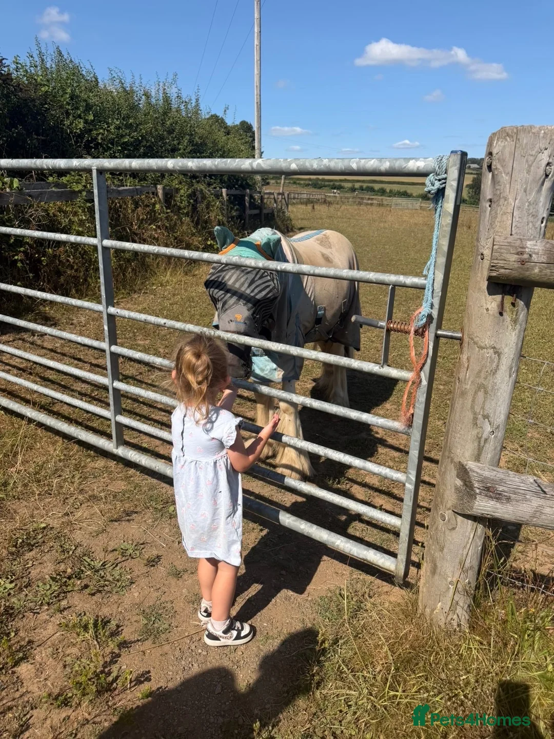 Irish Cob horses for sale: 🐴💙 SIMPSON – 20 MONTH OLD COB GELDING 💙🐴 - Advert 8