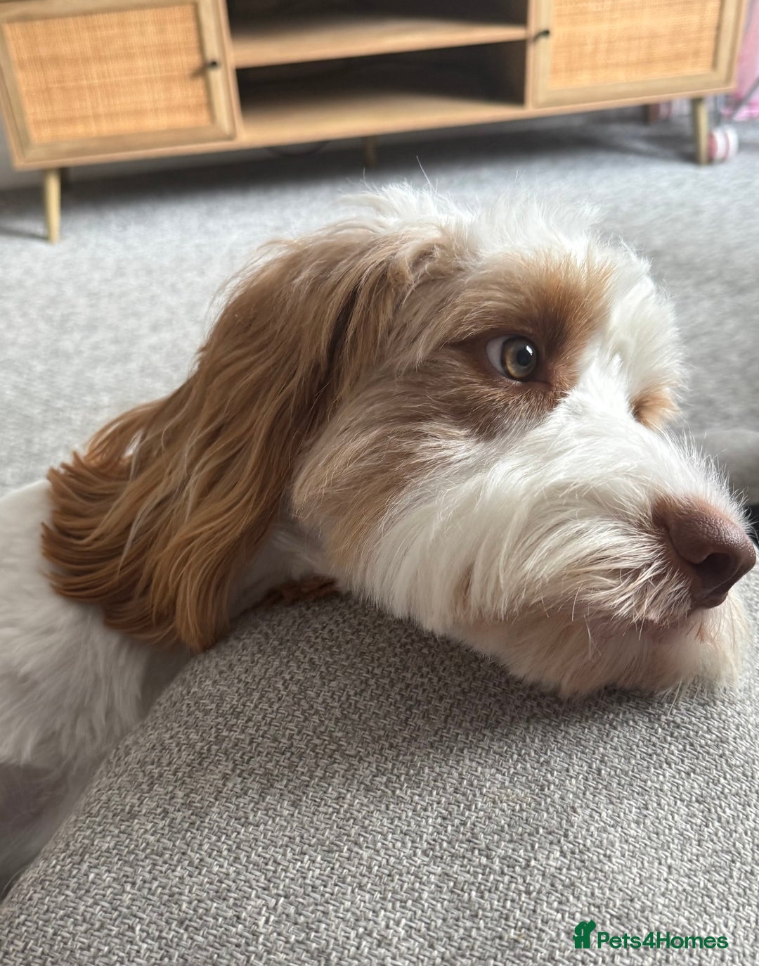 Cockapoo dogs for stud: Handsome Proven Cockapoo Stud Available - Image 1