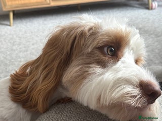 Cockapoo dogs - Advert 2