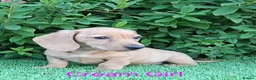 Miniature Dachshund dogs for sale: Long coat Miniature Dachshund Puppies  - Advert 7