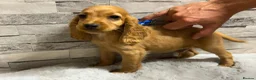 Cocker Spaniel dogs for sale: Show cocker spaniel puppies  - Advert 5