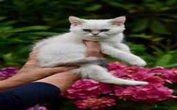 British Shorthair cats for sale: Champion sired Golden Colourpoint Kittens  - Image 22