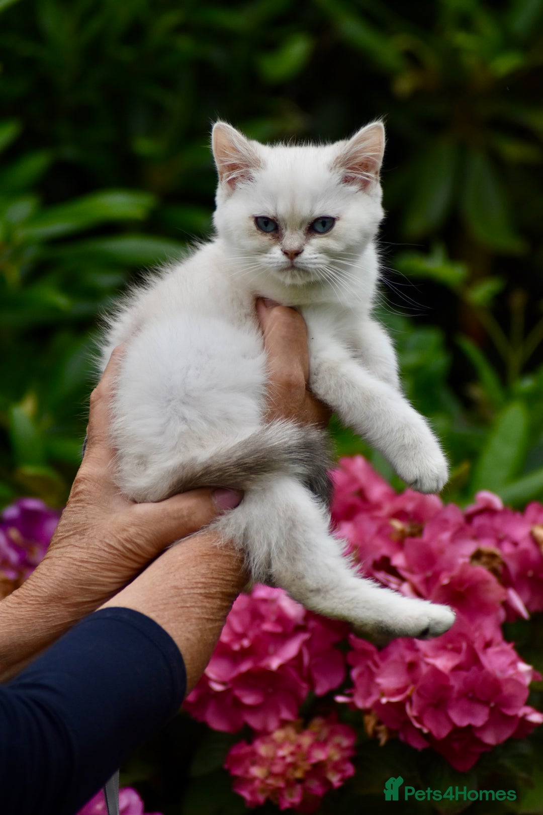 British Shorthair cats for sale: Champion sired Golden Colourpoint Kittens  - Image 22