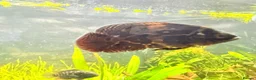 Cichlids fish for sale: Oscar Fish - Advert 3