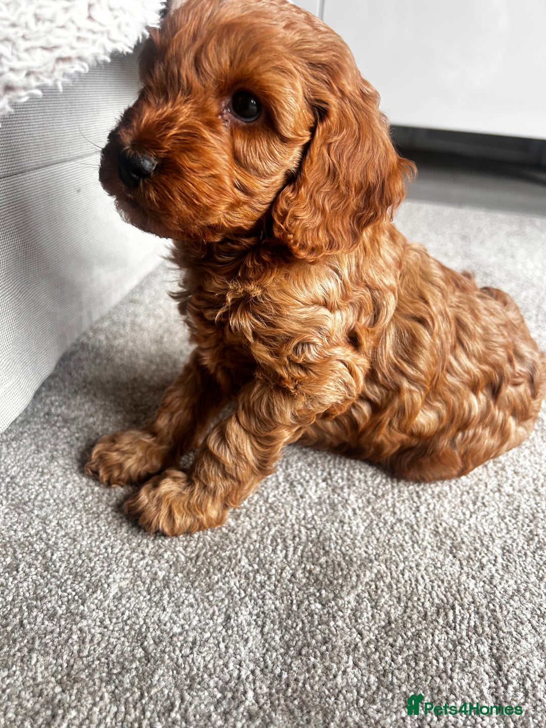 Cockapoo dogs for sale: Beautiful Cockapoo F2 puppies  - Image 7
