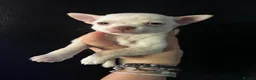 Chihuahua dogs for sale: Female chihuahua  - Advert 4