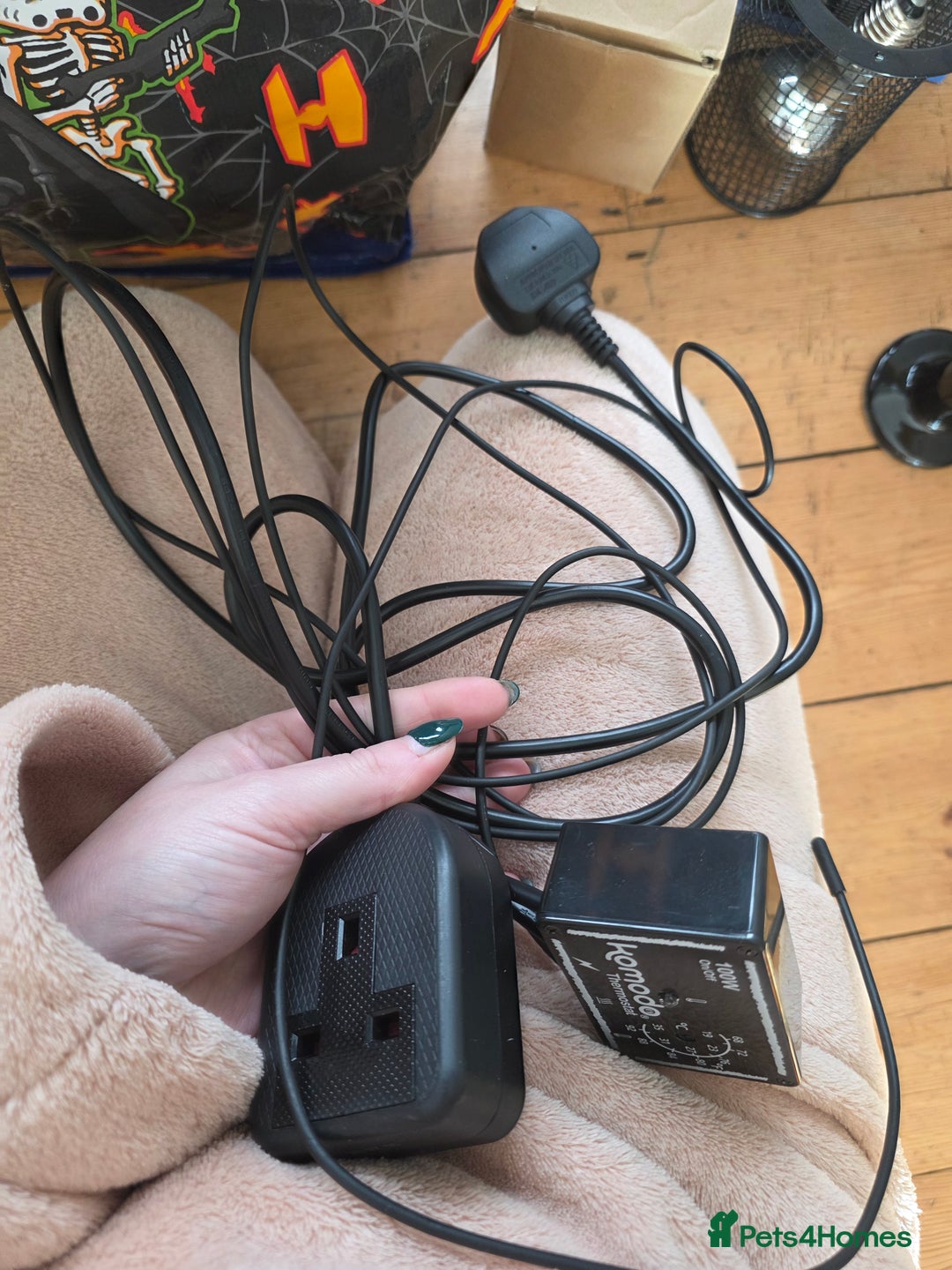 Snake reptiles for sale: Hognose snake  - Advert 7