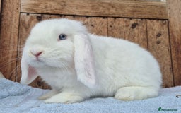 Mini Lop rabbits for sale: Blue eyed white mini lop buck  - Image 3