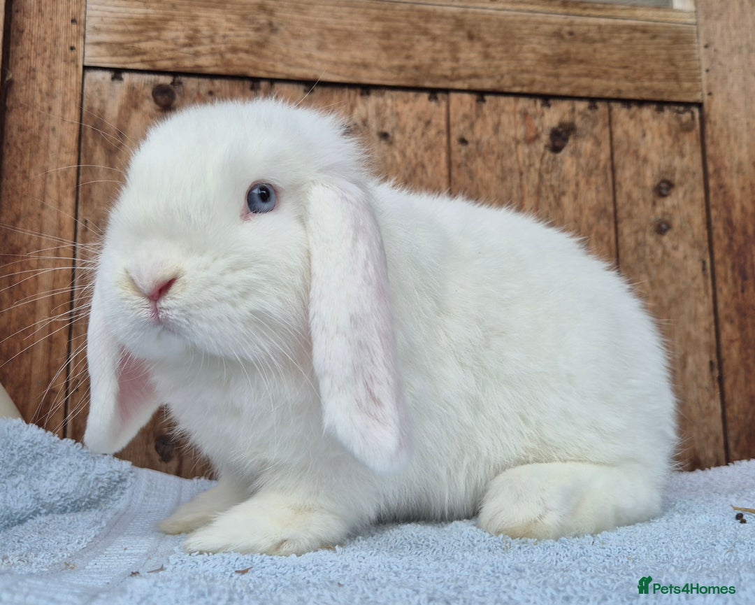 Mini Lop rabbits for sale: Blue eyed white mini lop buck  - Image 3