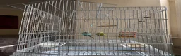Budgerigars birds for sale: Pair of budgies  - Advert 6