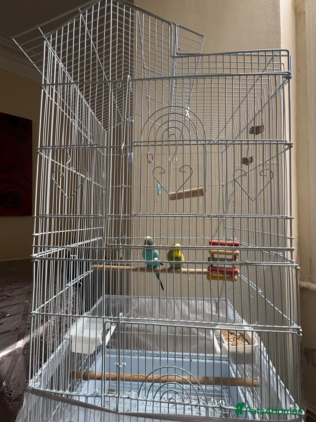Budgerigars birds for sale: Pair of budgies  - Advert 6