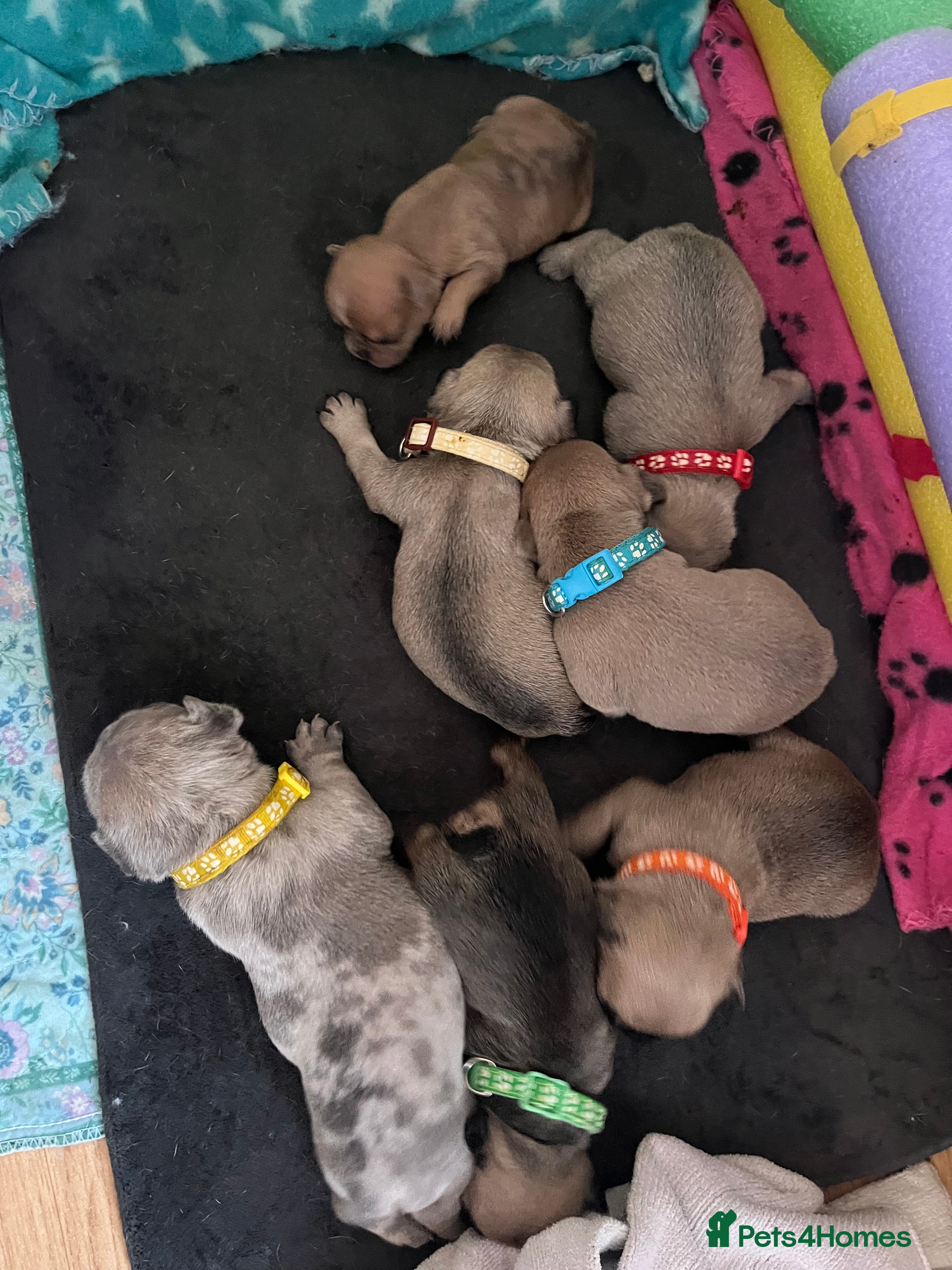 French Bulldog dogs French bulldog puppies - Advert 4