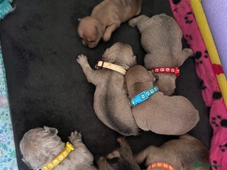 French Bulldog dogs French bulldog puppies - Advert 1