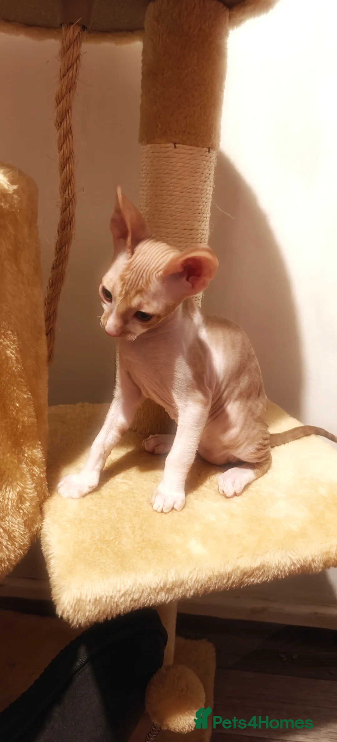 Cornish Rex cats for sale: Cornish Rex kitten ready to new home  - Advert 4