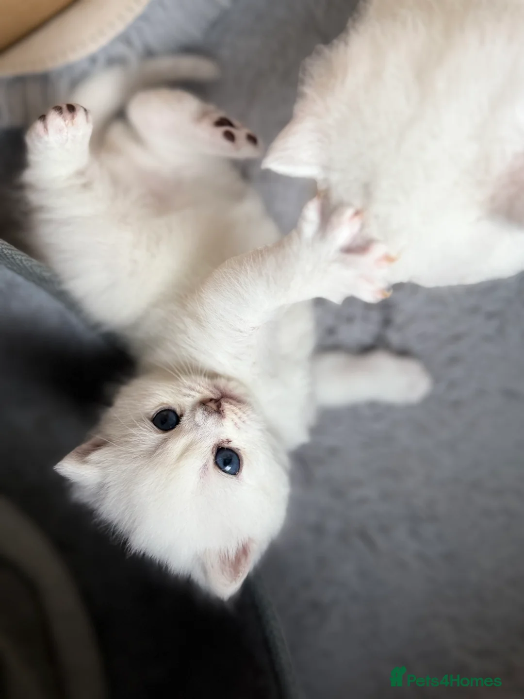 British Shorthair cats for sale: BSH British Shorthair black tipped(silver shaded) - Advert 6