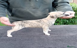 Whippet dogs for sale: STUNNING LITTER OF KC REGISTERED WHIPPET PUPPIES  - Image 1